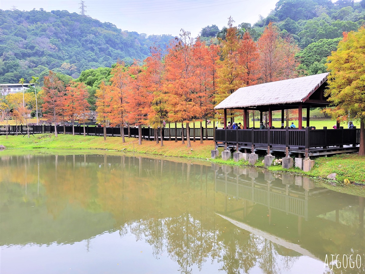 2026台北落羽松 原住民文化主題公園 故宮旁的池畔落羽松林 @AJ的旅行地圖