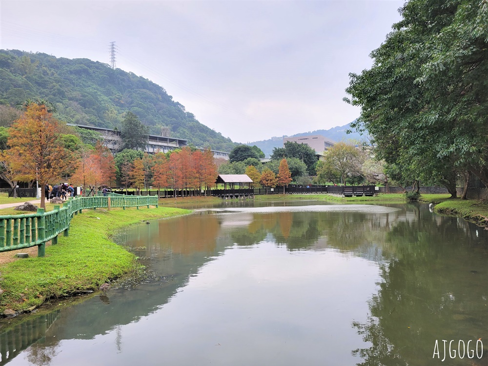 2026台北落羽松 原住民文化主題公園 故宮旁的池畔落羽松林