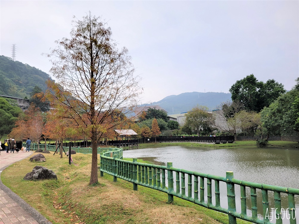 2026台北落羽松 原住民文化主題公園 故宮旁的池畔落羽松林