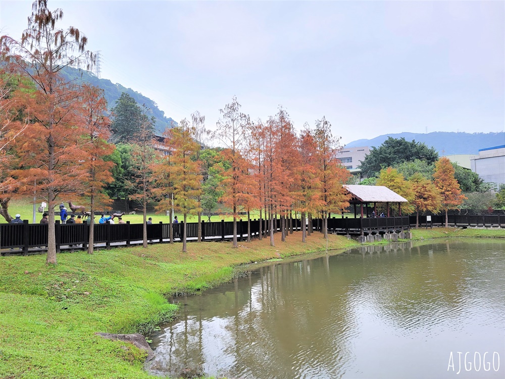 2026台北落羽松 原住民文化主題公園 故宮旁的池畔落羽松林
