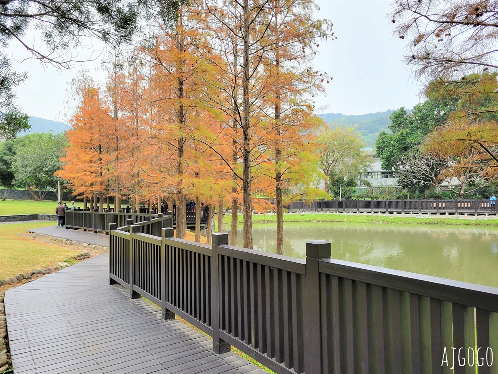 2026台北落羽松 原住民文化主題公園 故宮旁的池畔落羽松林