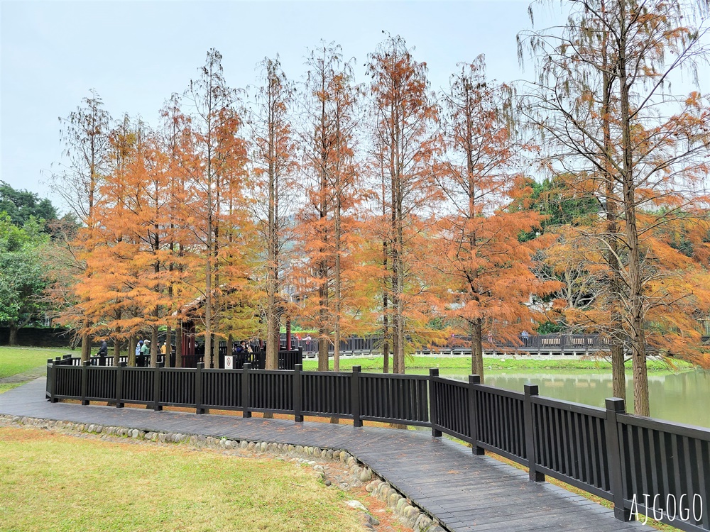 2026台北落羽松 原住民文化主題公園 故宮旁的池畔落羽松林