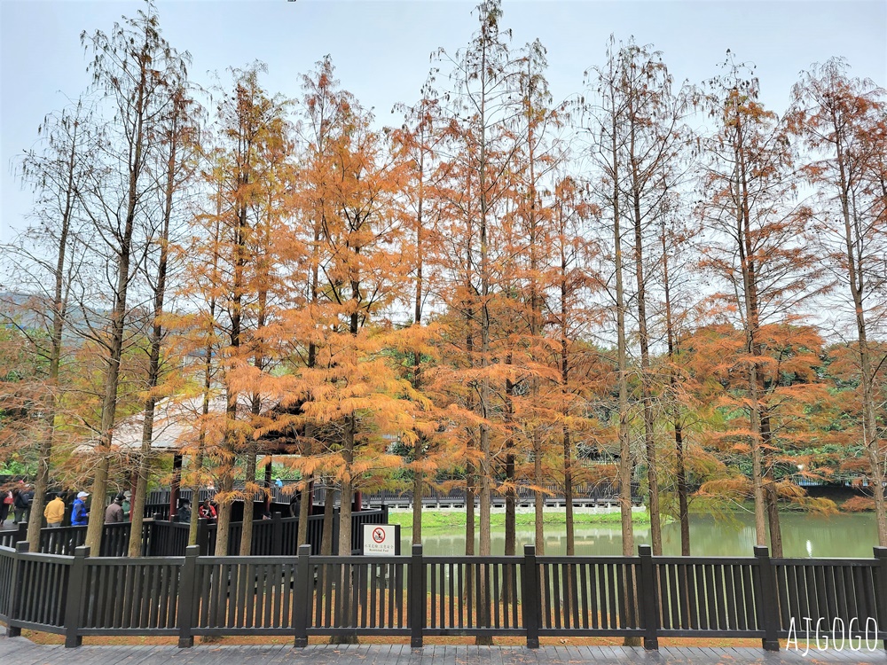 2026台北落羽松 原住民文化主題公園 故宮旁的池畔落羽松林