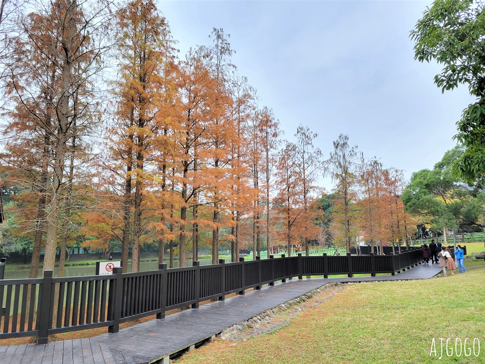 2026台北落羽松 原住民文化主題公園 故宮旁的池畔落羽松林