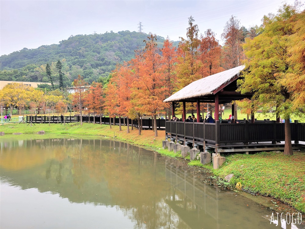 2026台北落羽松 原住民文化主題公園 故宮旁的池畔落羽松林
