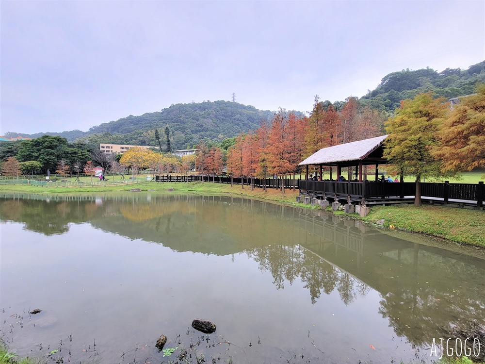 2026台北落羽松 原住民文化主題公園 故宮旁的池畔落羽松林