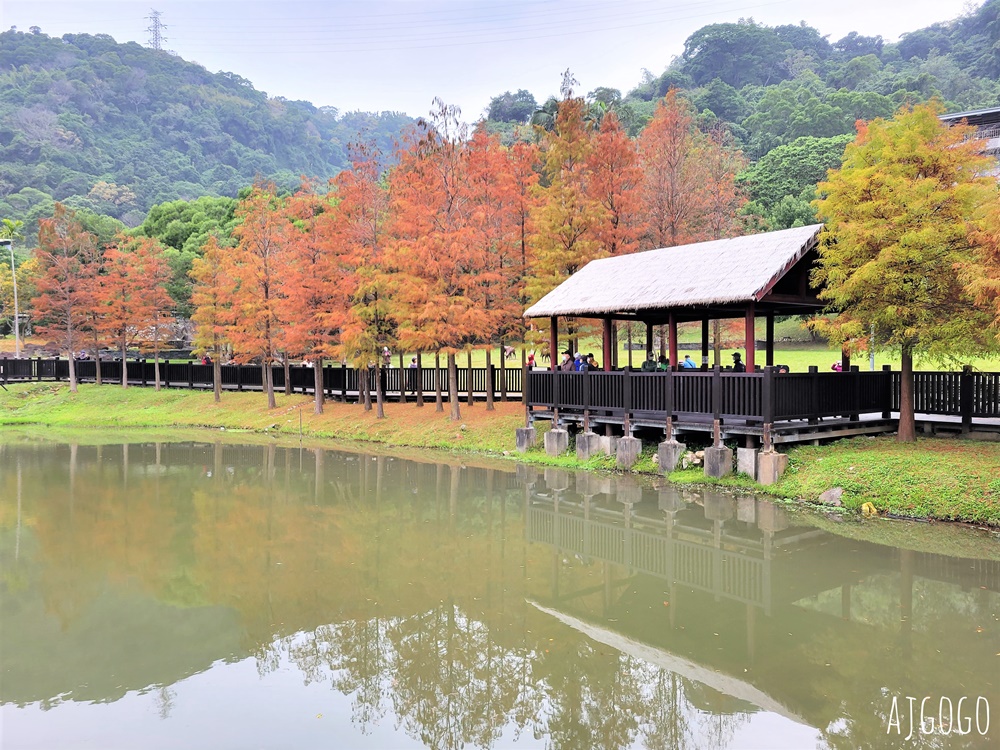 2026台北落羽松 原住民文化主題公園 故宮旁的池畔落羽松林
