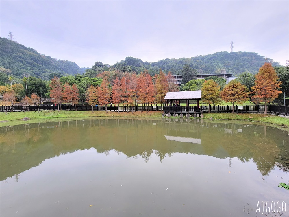 2026台北落羽松 原住民文化主題公園 故宮旁的池畔落羽松林