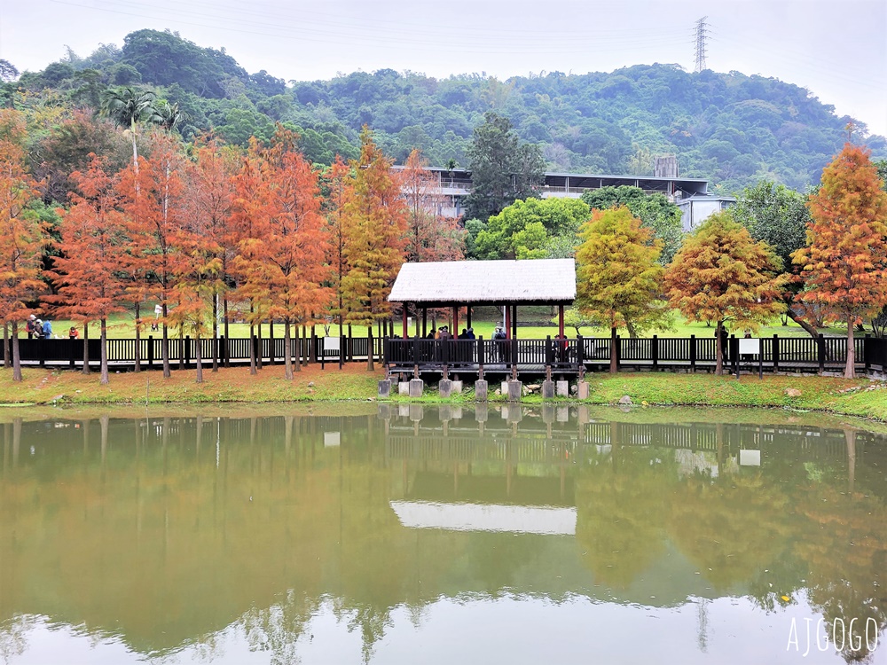 2026台北落羽松 原住民文化主題公園 故宮旁的池畔落羽松林