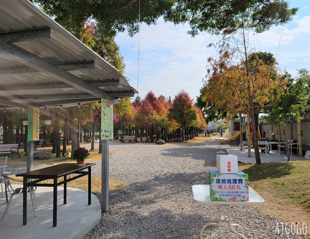 2026雲林景點 虎尾落羽松 富士春落羽松-堀頭28秘境 精緻小巧的落羽松林