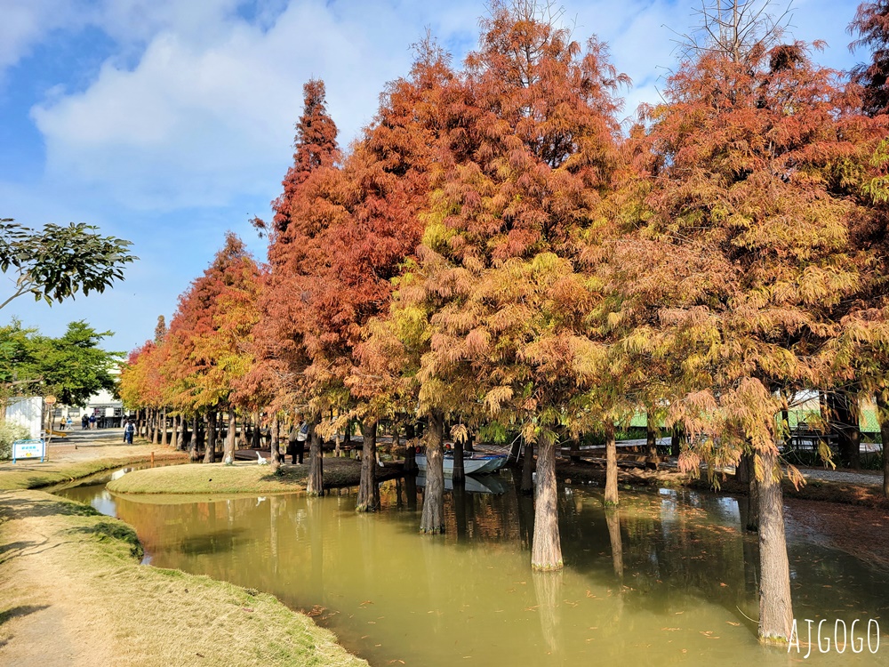 2026雲林景點 虎尾落羽松 富士春落羽松-堀頭28秘境 精緻小巧的落羽松林