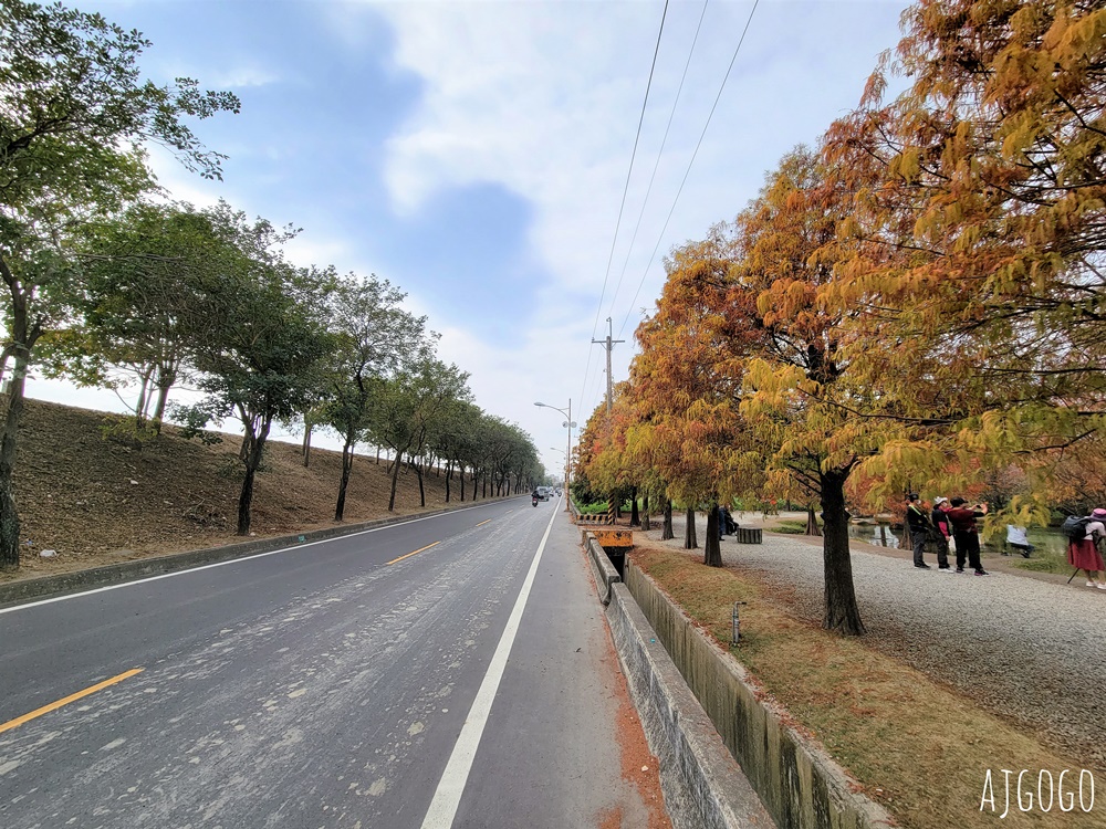 雲林景點 虎尾青埔落羽松秘境 私人住宅美麗庭園 免費參觀
