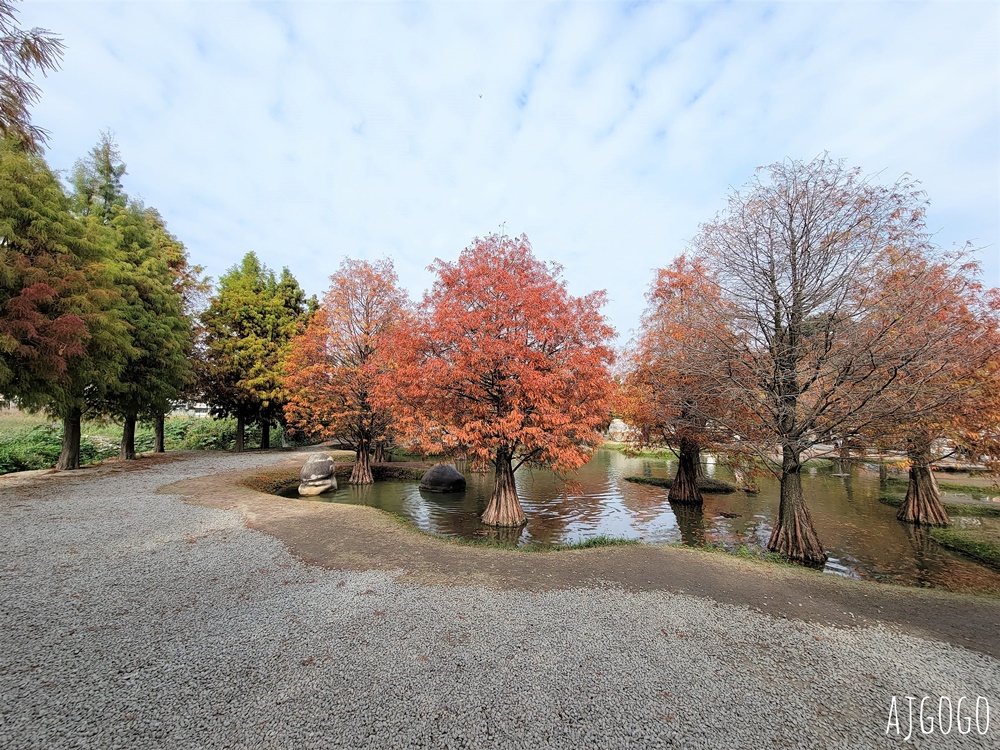 雲林景點 虎尾青埔落羽松秘境 私人住宅美麗庭園 免費參觀