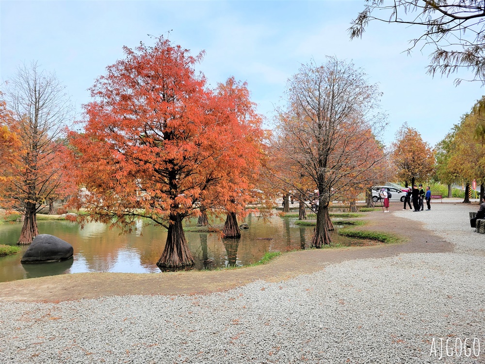 雲林景點 虎尾青埔落羽松秘境 私人住宅美麗庭園 免費參觀