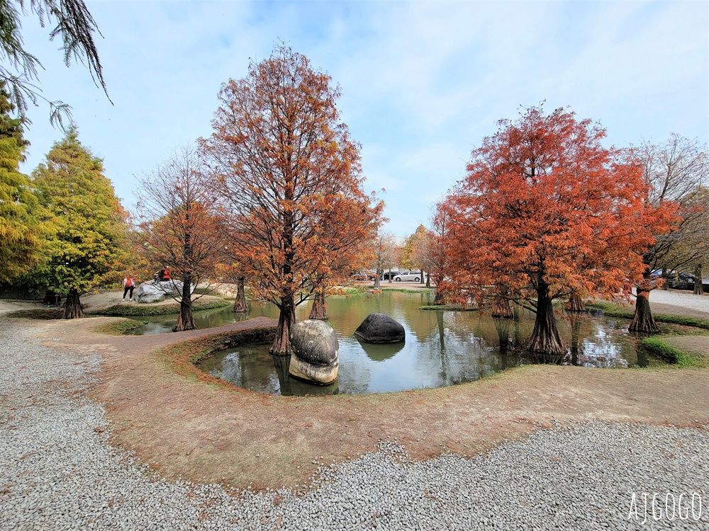 雲林景點 虎尾青埔落羽松秘境 私人住宅美麗庭園 免費參觀