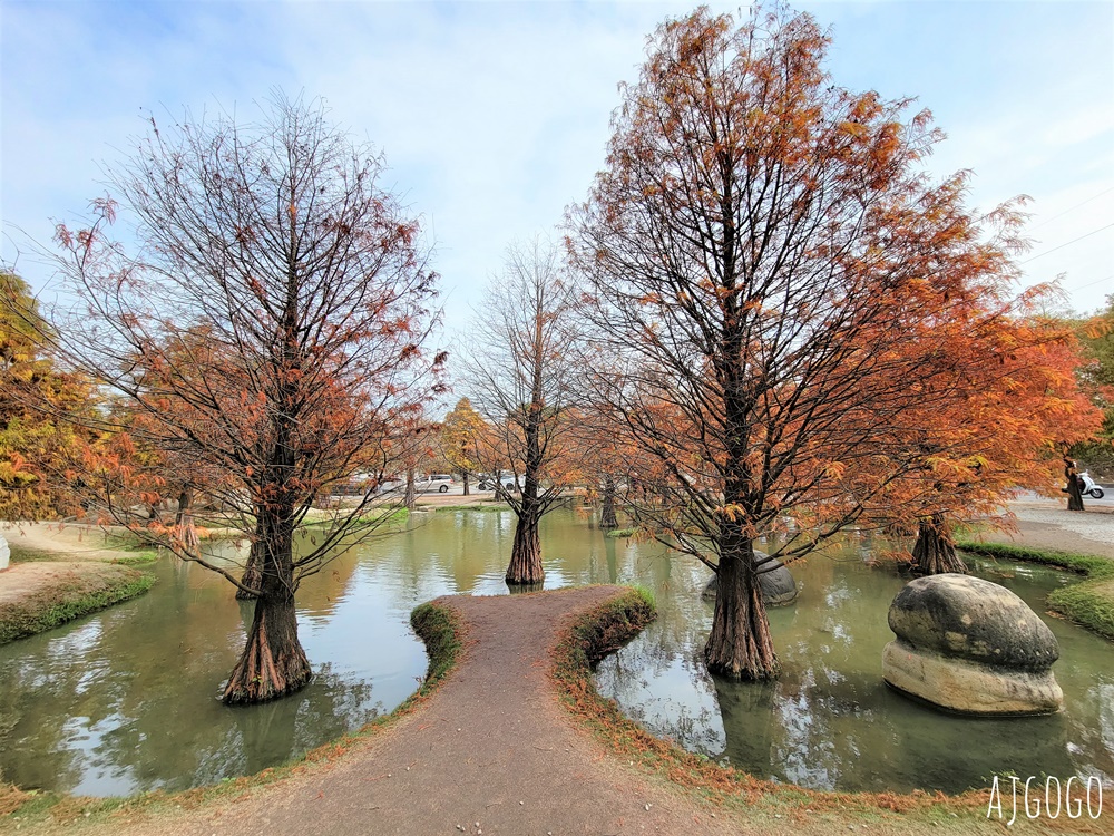 雲林景點 虎尾青埔落羽松秘境 私人住宅美麗庭園 免費參觀