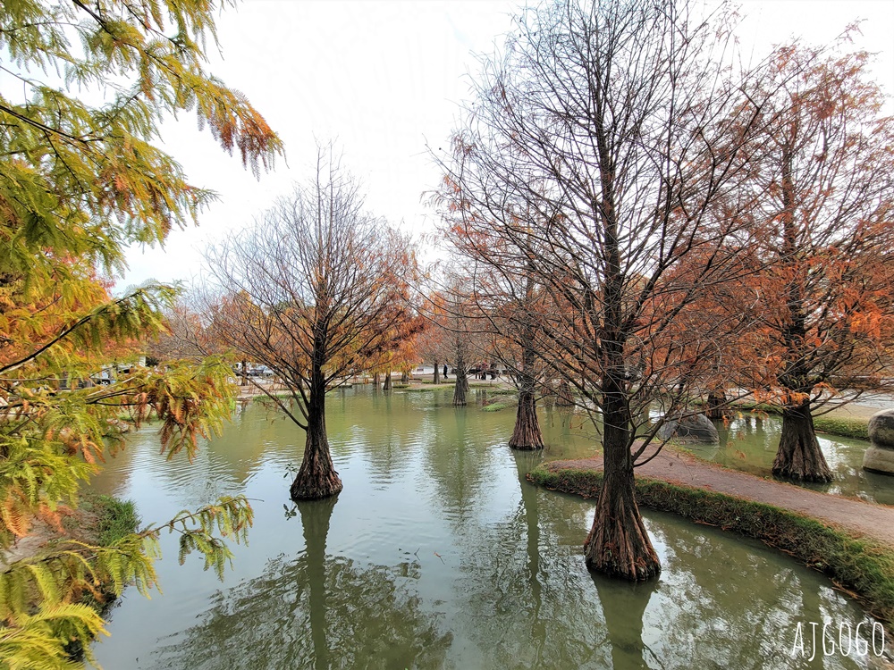 雲林景點 虎尾青埔落羽松秘境 私人住宅美麗庭園 免費參觀 雲林景點 虎尾青埔落羽松秘境 私人住宅美麗庭園 免費參觀