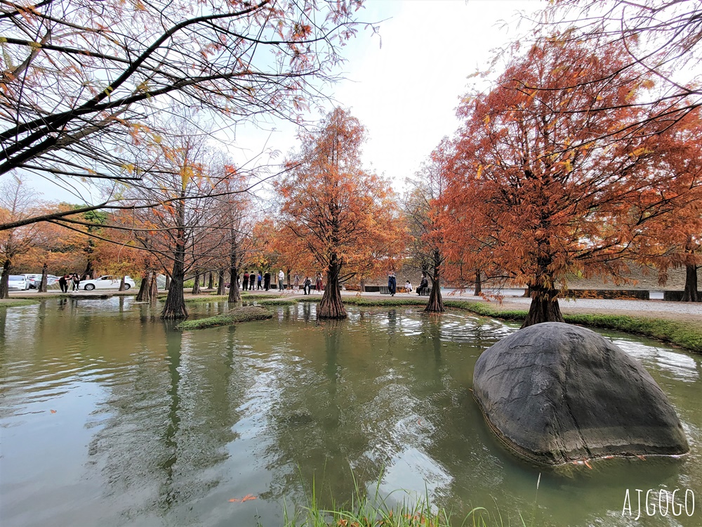 雲林景點 虎尾青埔落羽松秘境 私人住宅美麗庭園 免費參觀