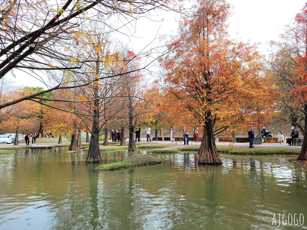雲林景點 虎尾青埔落羽松秘境 私人住宅美麗庭園 免費參觀