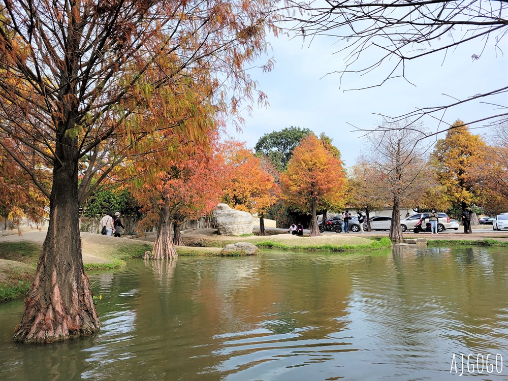 雲林景點 虎尾青埔落羽松秘境 私人住宅美麗庭園 免費參觀