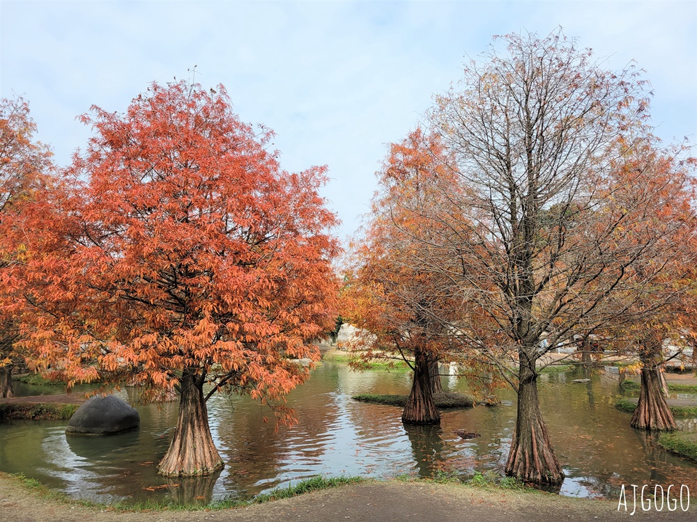 雲林景點 虎尾青埔落羽松秘境 私人住宅美麗庭園 免費參觀 雲林景點 虎尾青埔落羽松秘境 私人住宅美麗庭園 免費參觀