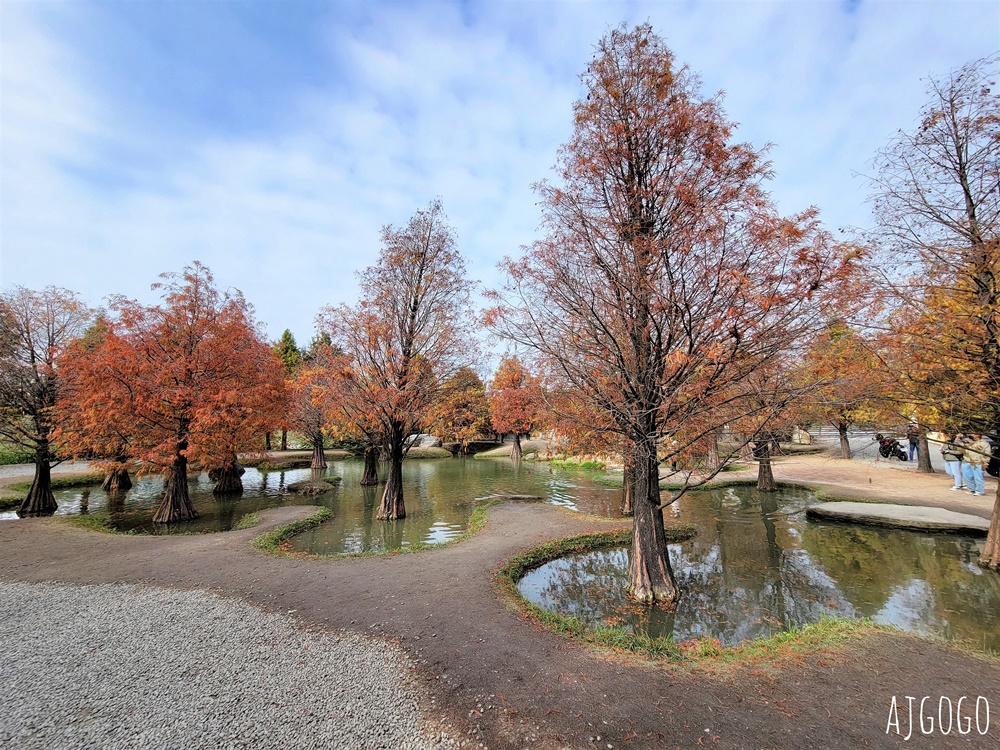 雲林景點 虎尾青埔落羽松秘境 私人住宅美麗庭園 免費參觀