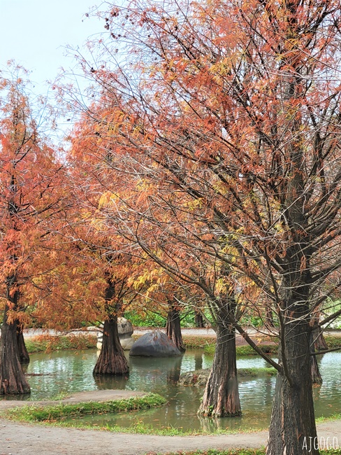 雲林景點 虎尾青埔落羽松秘境 私人住宅美麗庭園 免費參觀