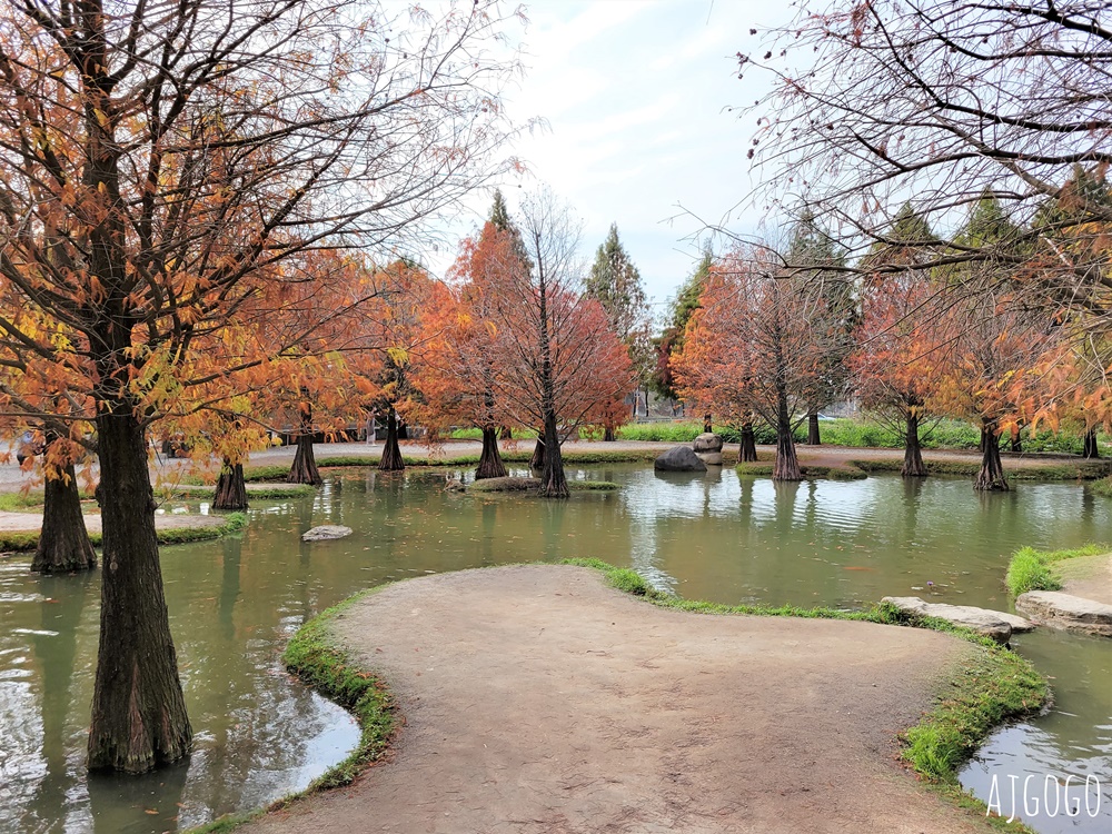 雲林景點 虎尾青埔落羽松秘境 私人住宅美麗庭園 免費參觀