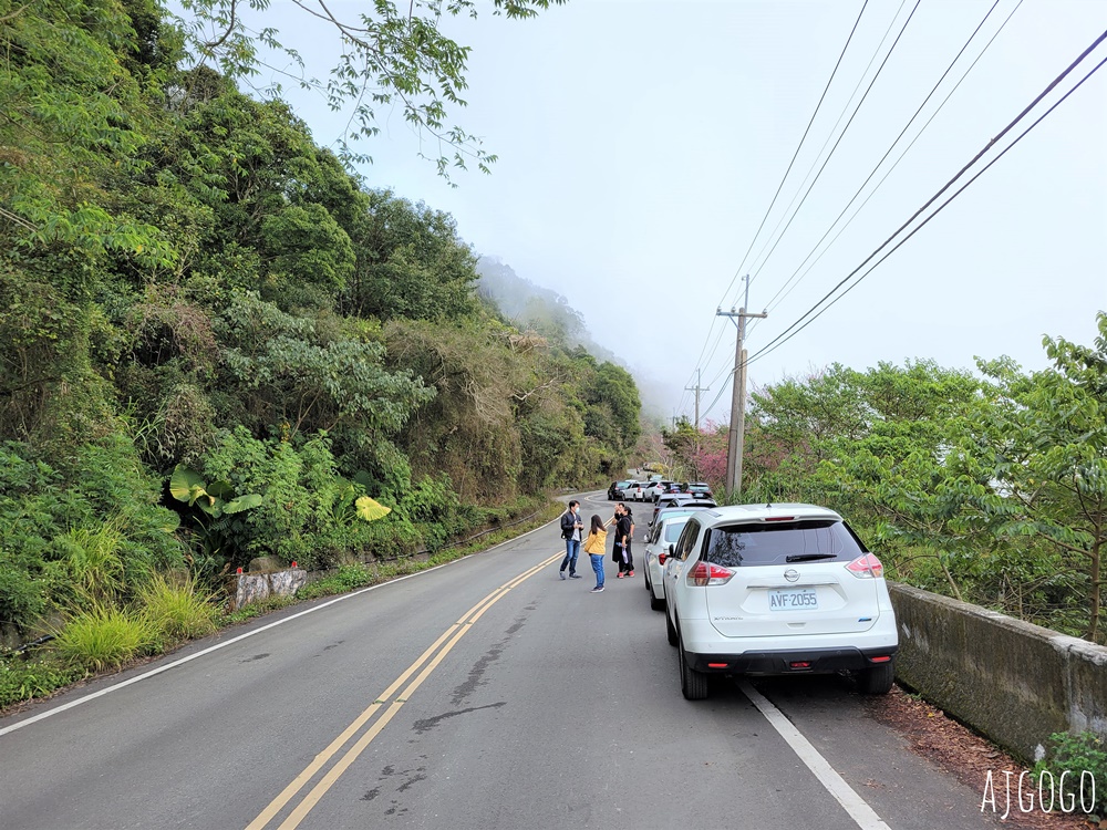 2026高雄景點 高雄櫻花 寶山二集團櫻花公園 交通、停車場、接駁車資訊 5千多棵櫻花樹一路看到2月中