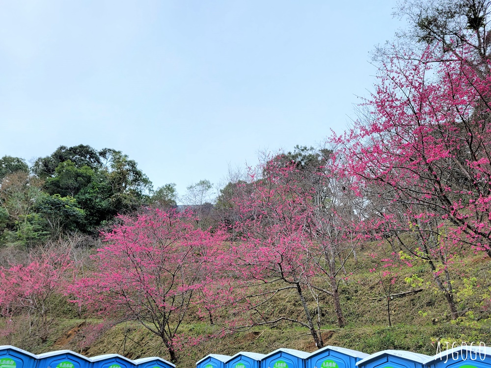 2026高雄景點 高雄櫻花 寶山二集團櫻花公園 交通、停車場、接駁車資訊 5千多棵櫻花樹一路看到2月中 2026高雄景點 高雄櫻花 寶山二集團櫻花公園 交通、停車場、接駁車資訊 5千多棵櫻花樹一路看到2月中