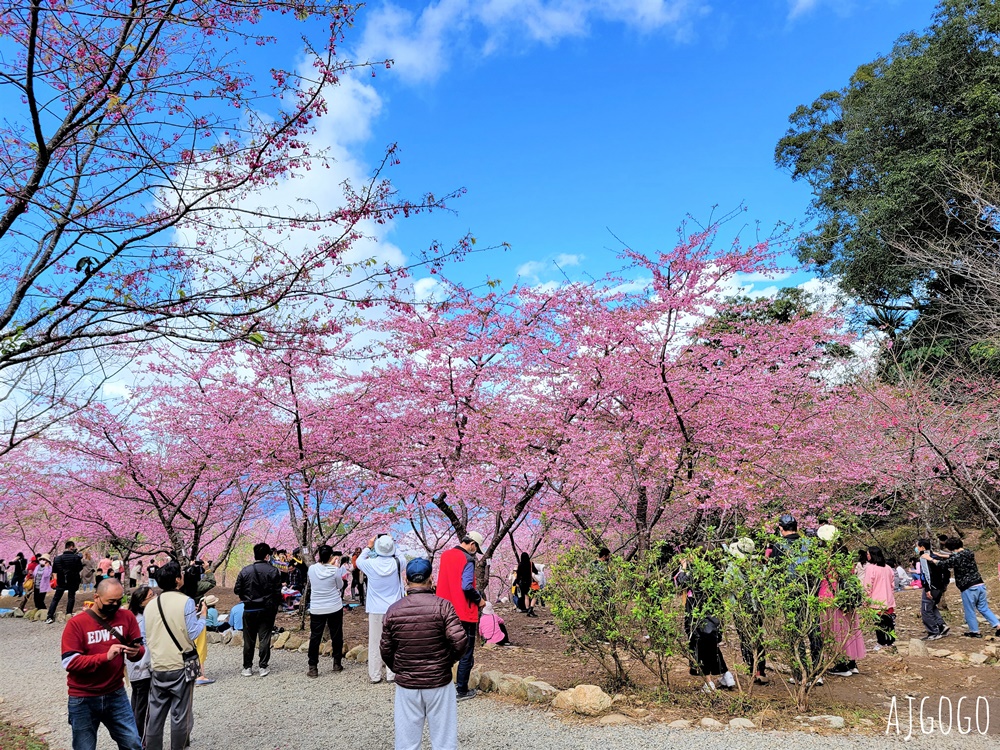 2026高雄景點 高雄櫻花 寶山二集團櫻花公園 交通、停車場、接駁車資訊 5千多棵櫻花樹一路看到2月中