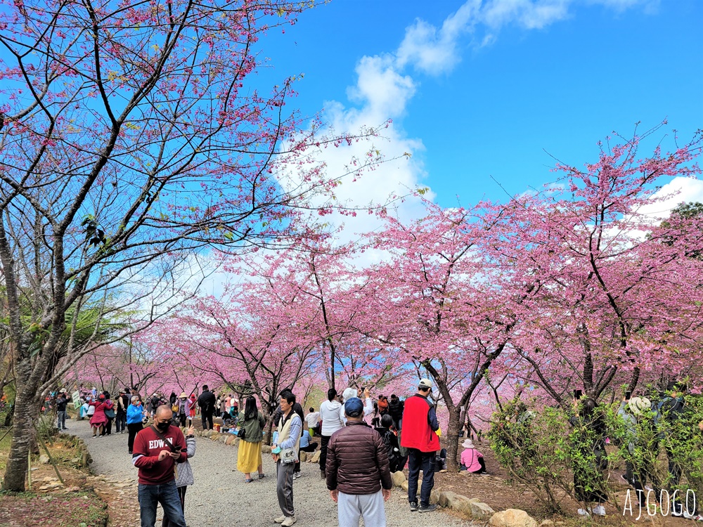 2026高雄景點 高雄櫻花 寶山二集團櫻花公園 交通、停車場、接駁車資訊 5千多棵櫻花樹一路看到2月中 2026高雄景點 高雄櫻花 寶山二集團櫻花公園 交通、停車場、接駁車資訊 5千多棵櫻花樹一路看到2月中