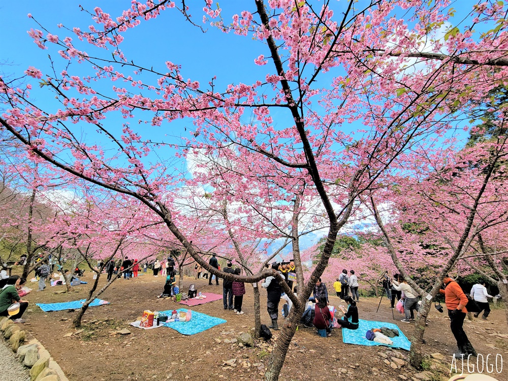 2026高雄景點 高雄櫻花 寶山二集團櫻花公園 交通、停車場、接駁車資訊 5千多棵櫻花樹一路看到2月中 2026高雄景點 高雄櫻花 寶山二集團櫻花公園 交通、停車場、接駁車資訊 5千多棵櫻花樹一路看到2月中