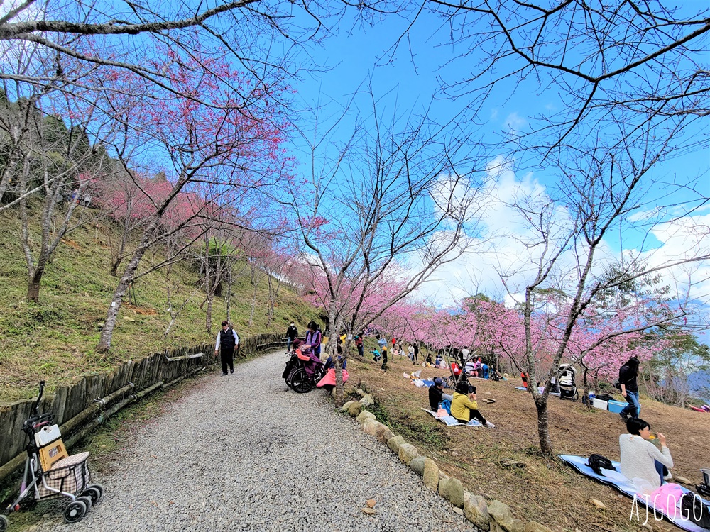 2026高雄景點 高雄櫻花 寶山二集團櫻花公園 交通、停車場、接駁車資訊 5千多棵櫻花樹一路看到2月中