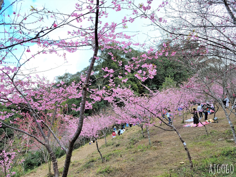 2026高雄景點 高雄櫻花 寶山二集團櫻花公園 交通、停車場、接駁車資訊 5千多棵櫻花樹一路看到2月中 2026高雄景點 高雄櫻花 寶山二集團櫻花公園 交通、停車場、接駁車資訊 5千多棵櫻花樹一路看到2月中