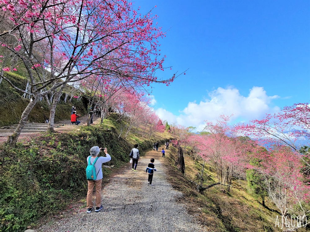 2026高雄景點 高雄櫻花 寶山二集團櫻花公園 交通、停車場、接駁車資訊 5千多棵櫻花樹一路看到2月中