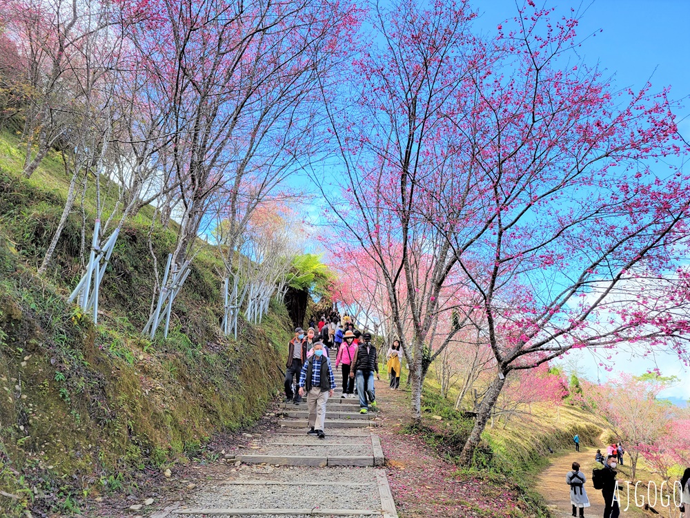 2026高雄景點 高雄櫻花 寶山二集團櫻花公園 交通、停車場、接駁車資訊 5千多棵櫻花樹一路看到2月中 2026高雄景點 高雄櫻花 寶山二集團櫻花公園 交通、停車場、接駁車資訊 5千多棵櫻花樹一路看到2月中