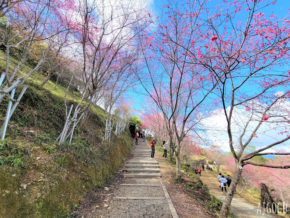 2026高雄景點 高雄櫻花 寶山二集團櫻花公園 交通、停車場、接駁車資訊 5千多棵櫻花樹一路看到2月中 2026高雄景點 高雄櫻花 寶山二集團櫻花公園 交通、停車場、接駁車資訊 5千多棵櫻花樹一路看到2月中