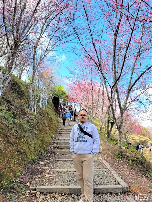 2026高雄景點 高雄櫻花 寶山二集團櫻花公園 交通、停車場、接駁車資訊 5千多棵櫻花樹一路看到2月中