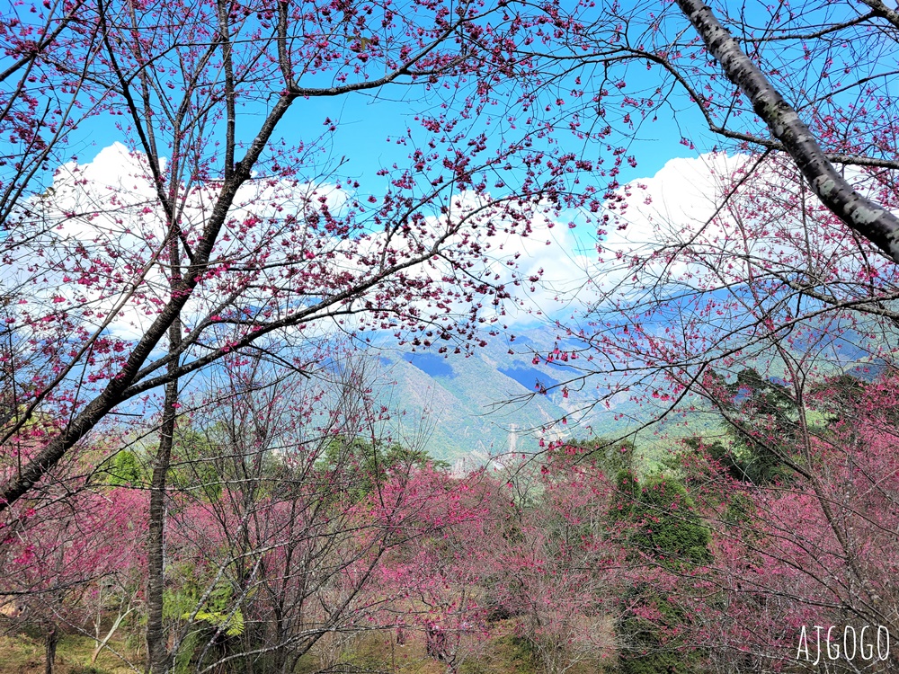 2026高雄景點 高雄櫻花 寶山二集團櫻花公園 交通、停車場、接駁車資訊 5千多棵櫻花樹一路看到2月中 2026高雄景點 高雄櫻花 寶山二集團櫻花公園 交通、停車場、接駁車資訊 5千多棵櫻花樹一路看到2月中