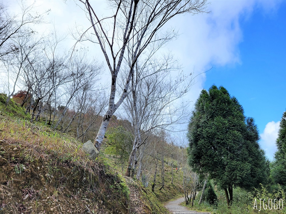 2026高雄景點 高雄櫻花 寶山二集團櫻花公園 交通、停車場、接駁車資訊 5千多棵櫻花樹一路看到2月中