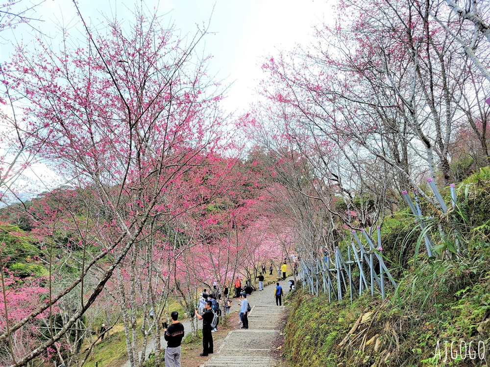 2026高雄景點 高雄櫻花 寶山二集團櫻花公園 交通、停車場、接駁車資訊 5千多棵櫻花樹一路看到2月中 2026高雄景點 高雄櫻花 寶山二集團櫻花公園 交通、停車場、接駁車資訊 5千多棵櫻花樹一路看到2月中