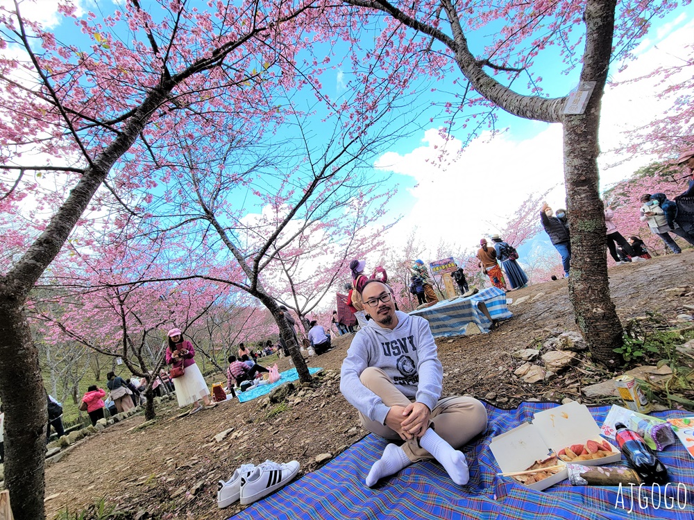 2026高雄景點 高雄櫻花 寶山二集團櫻花公園 交通、停車場、接駁車資訊 5千多棵櫻花樹一路看到2月中