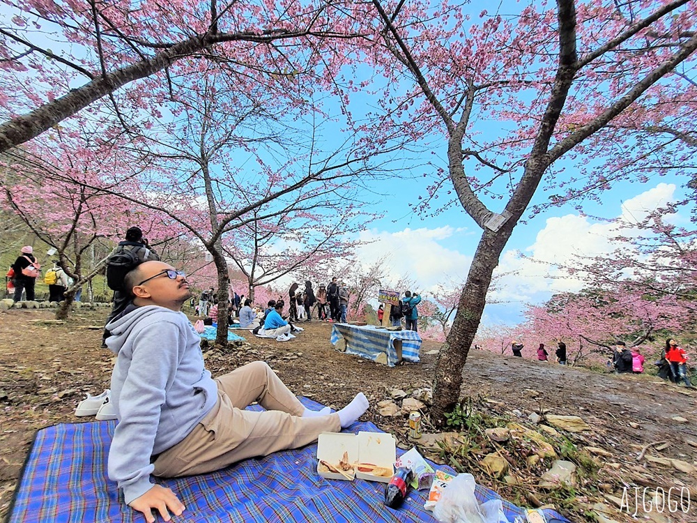 2026高雄景點 高雄櫻花 寶山二集團櫻花公園 交通、停車場、接駁車資訊 5千多棵櫻花樹一路看到2月中