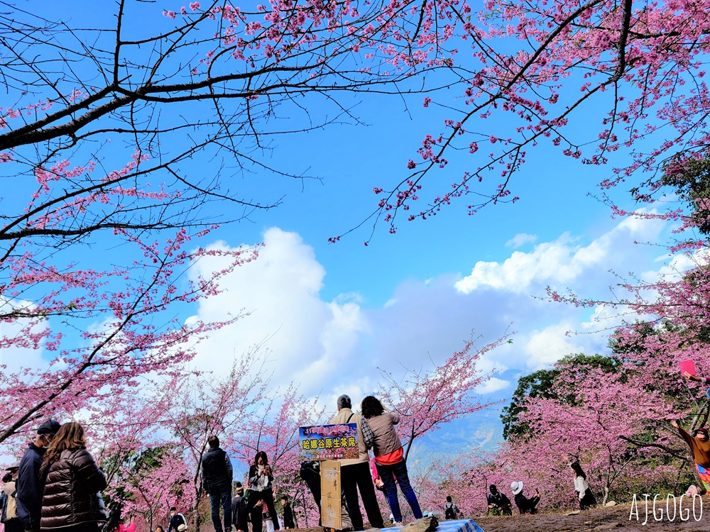 2026高雄景點 高雄櫻花 寶山二集團櫻花公園 交通、停車場、接駁車資訊 5千多棵櫻花樹一路看到2月中 2026高雄景點 高雄櫻花 寶山二集團櫻花公園 交通、停車場、接駁車資訊 5千多棵櫻花樹一路看到2月中