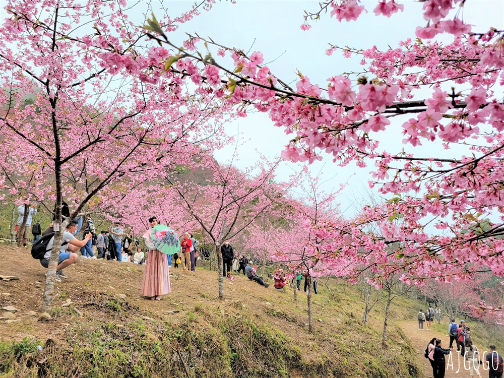 2026高雄景點 高雄櫻花 寶山二集團櫻花公園 交通、停車場、接駁車資訊 5千多棵櫻花樹一路看到2月中 2026高雄景點 高雄櫻花 寶山二集團櫻花公園 交通、停車場、接駁車資訊 5千多棵櫻花樹一路看到2月中