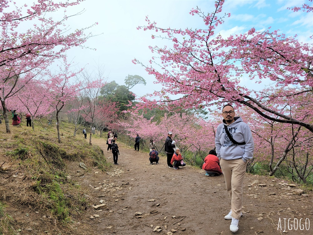 2026高雄景點 高雄櫻花 寶山二集團櫻花公園 交通、停車場、接駁車資訊 5千多棵櫻花樹一路看到2月中