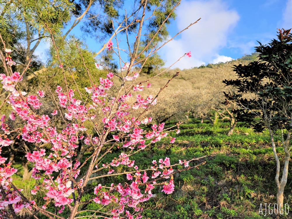 高雄景點 六龜梅花林 賴家古厝休閒露營區 高雄梅花景點推薦
