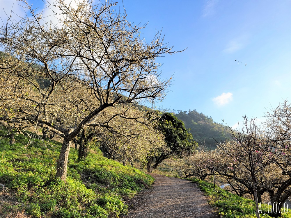 高雄景點 六龜梅花林 賴家古厝休閒露營區 高雄梅花景點推薦