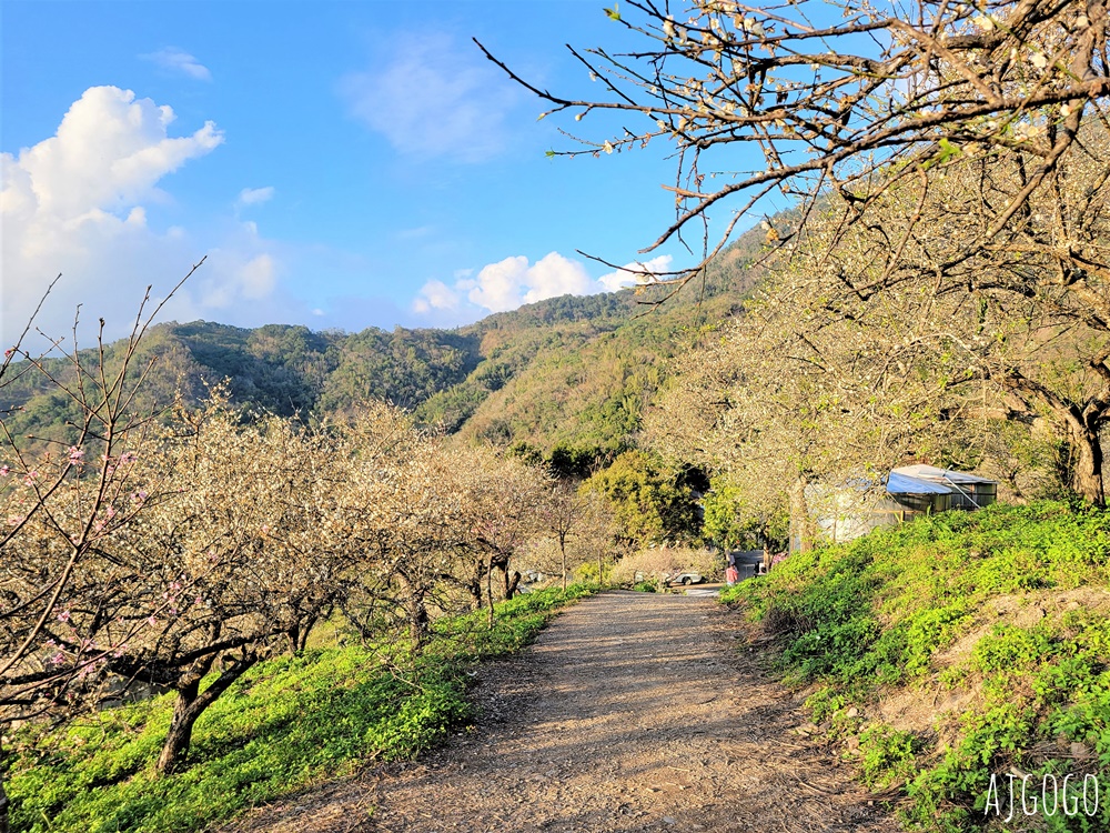 高雄景點 六龜梅花林 賴家古厝休閒露營區 高雄梅花景點推薦
